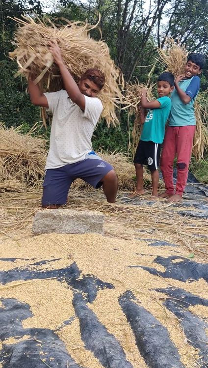 Paddy harvesting