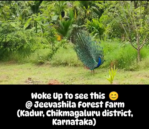 Peacock dance